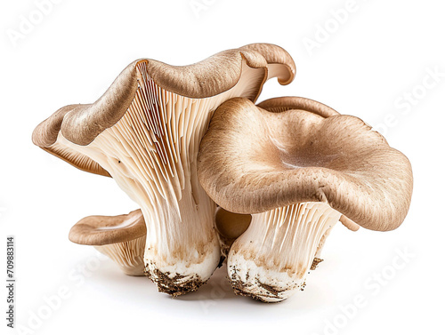 Fresh oyster mushroom isolated on white background. Minimalist style. 