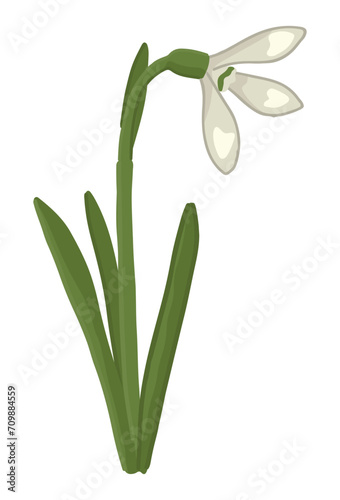 Snowdrop doodle. Spring time flower clipart. Cartoon vector illustration isolated on white background.