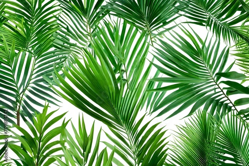 palm leaves background