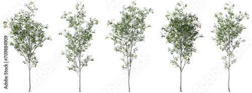 Cutout jungle trees shapes standing collections transparent backgrounds 3d rendering png