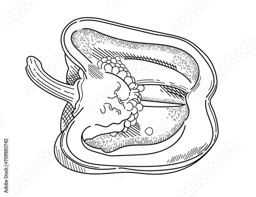 Bulgarian pepper outline hand drawn style halved paprika pepper fresh vegetable vector illustration isolated on white background