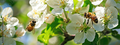 Close up of bees on white apple blossoms, natural macro spring background