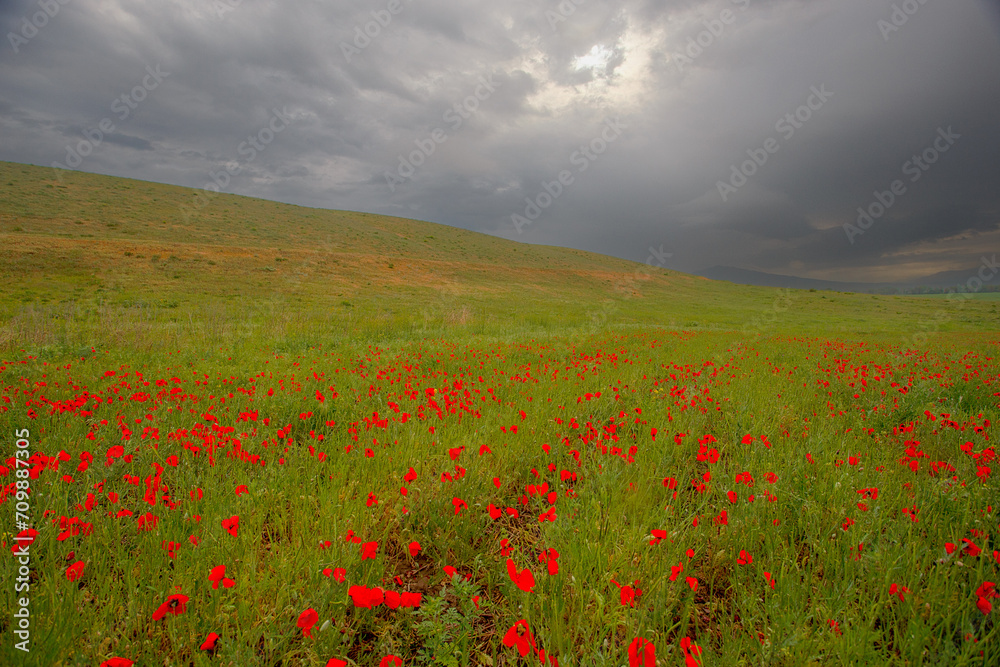 Amazing poppy field landscape against dark sky and clouds. Spring rainy weather