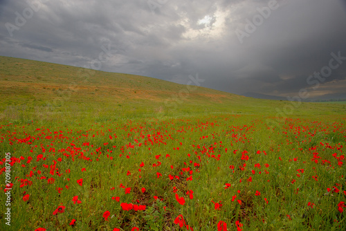 Amazing poppy field landscape against dark sky and clouds. Spring rainy weather