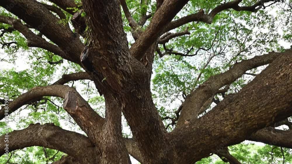 The biggest tree of Samanea saman or Rain tree in Kanchanaburi The biggest tree of Samanea saman or Rain tree in Kanchanaburi