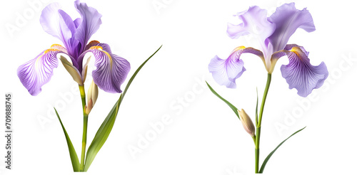 set of stem iris flowers on a transparent background