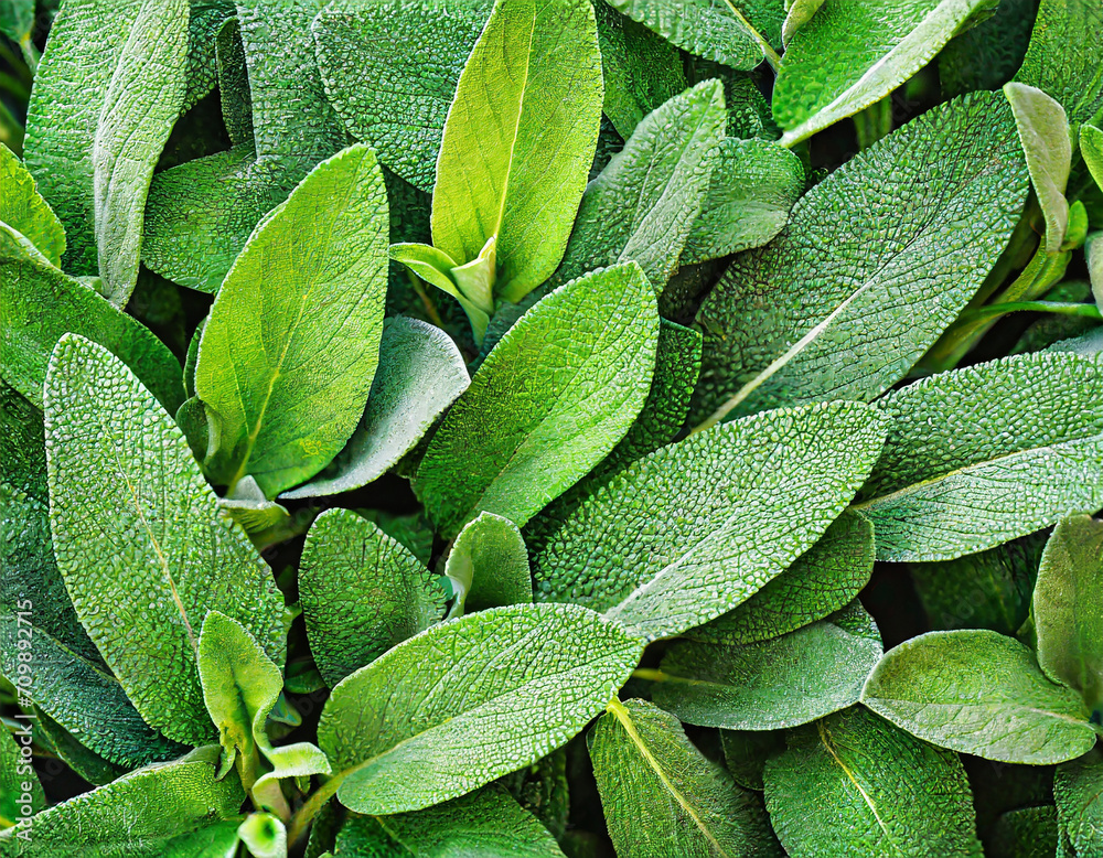 Fototapeta premium Fresh sage leaves background. Sage or salvia growing in garden, used in medicinal and culinary. Herb sage leaf texture background
