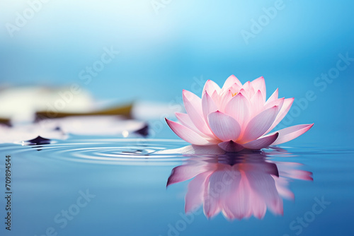 pink  water lily in the water 