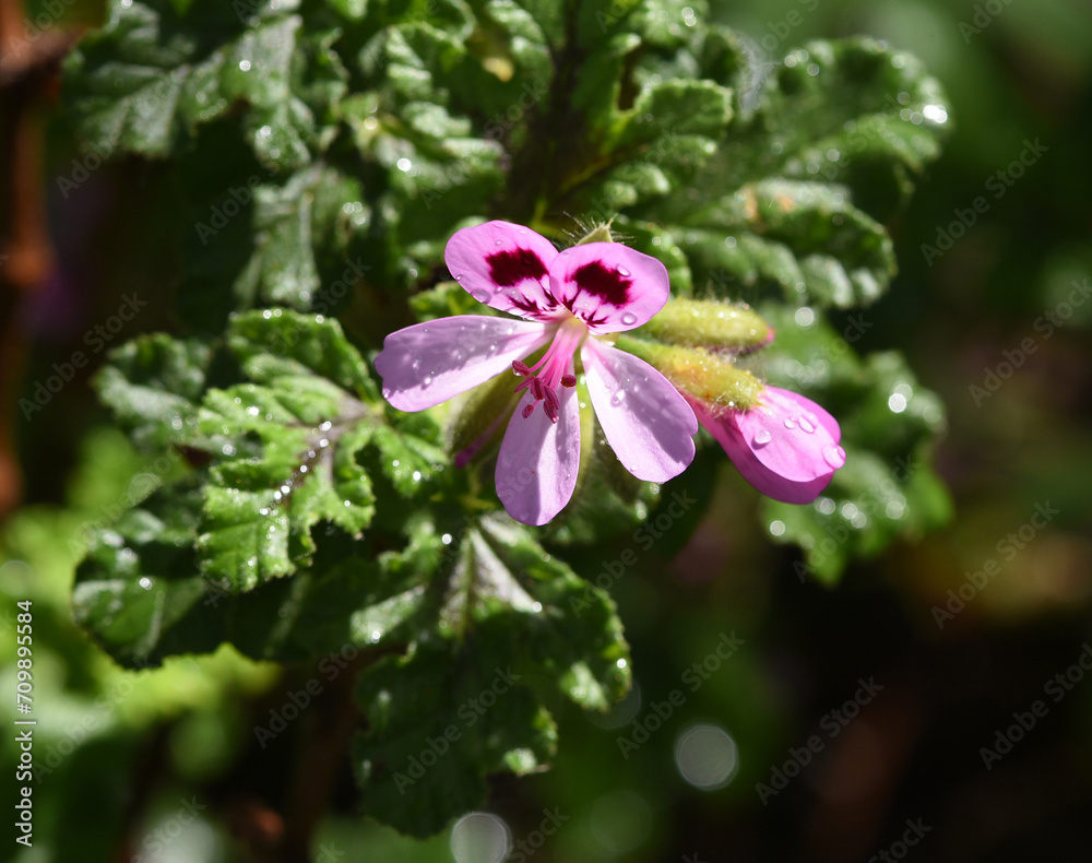 Oak leaf geranium, Pelargonium, quercifolium Oak leaf geranium, Pelargonium, quercifolium