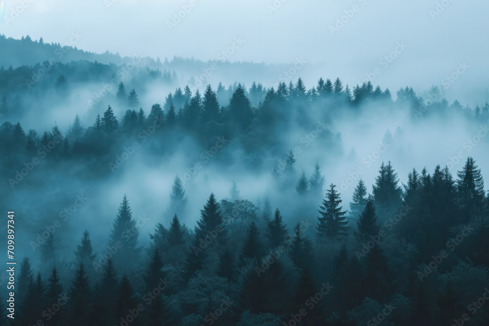 Blue misty pine tree forest Blue misty pine tree forest
