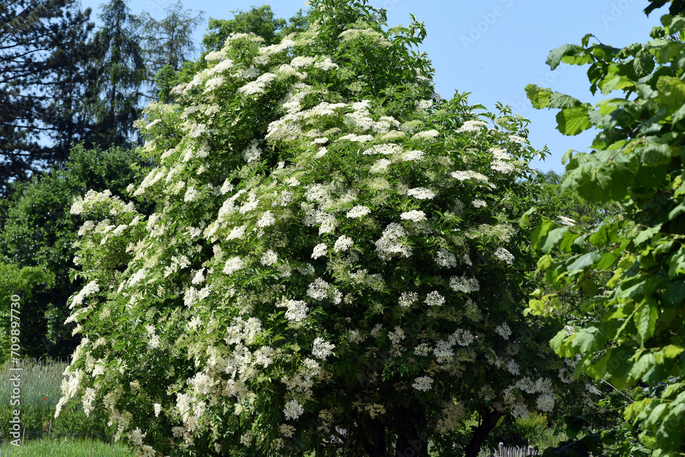 Fototapeta premium Elder, Sambucus, nigra