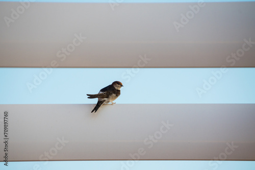common house martin perched on the roof pergola
