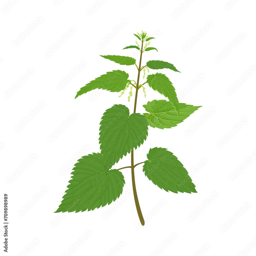 Nettle plant isolated on white background. Vector cartoon illustration of medicinal wild herb.