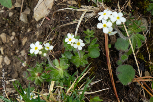 Bewimperter Mannsschild, Androsace chamaejasme, bewimperte Blattrosette in Fels-Gelände, nah