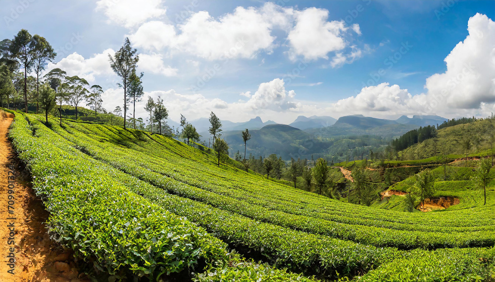 Panorama of green tea plantation in up country near Nuwara Eliya, Sri Lanka. High quality photo. Green tea field for background and banner. Panorama of green tea plantation in up country near Nuwara Eliya, Sri Lanka. High quality photo. Green tea field for background and banner.