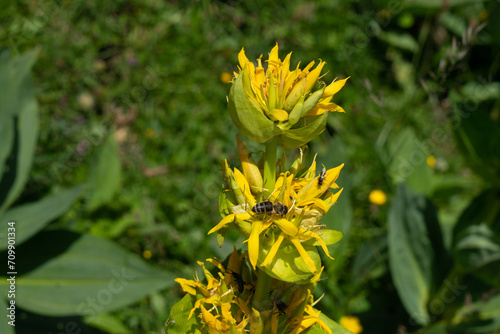 Gelber Enzian, Gentiana lutea, Blüte mit Insekten