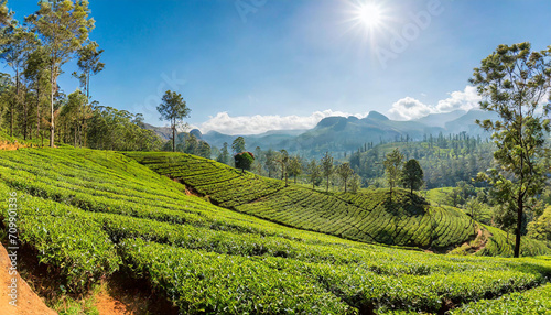 Panorama of green tea plantation in up country near Nuwara Eliya, Sri Lanka. High quality photo. Green tea field for background and banner.
