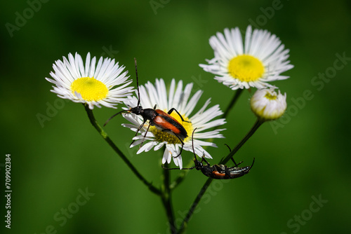 Makro aufnahme, Kleiner Schmalbock, Stenurella melanura. Zwei Käfer auf weiß gelb Blütenkopf. Grünes Bokeh, copyspace