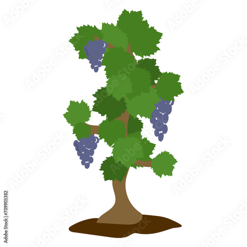 Grapevine vector illustration
