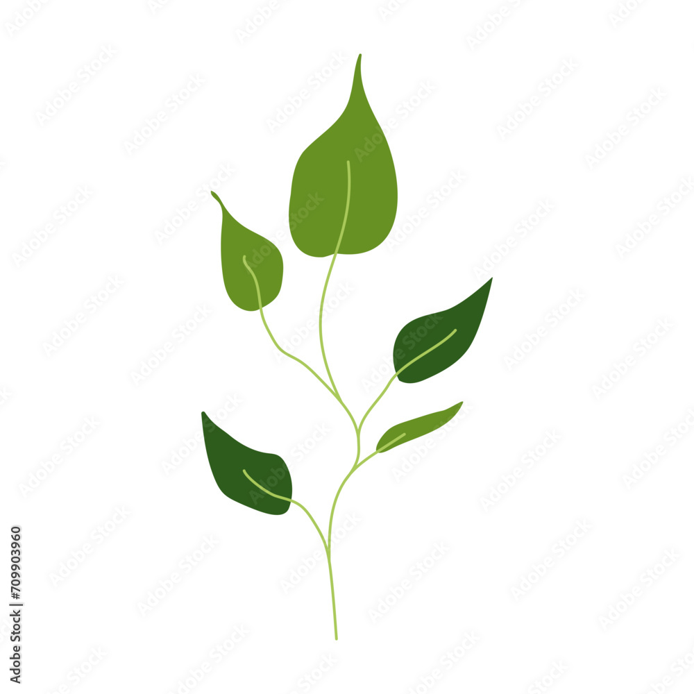 Branch with green leaf isolated on white Branch with green leaf isolated on white