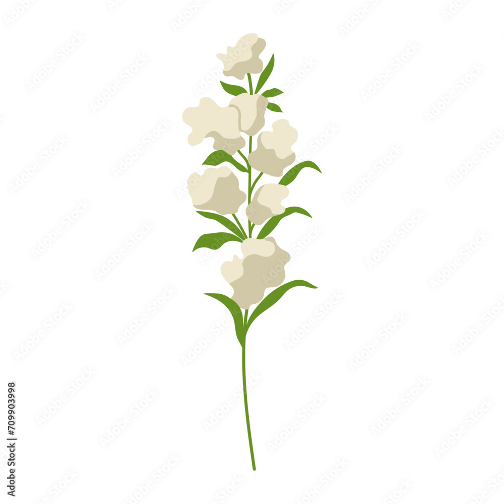 Obraz premium white flower isolated on white