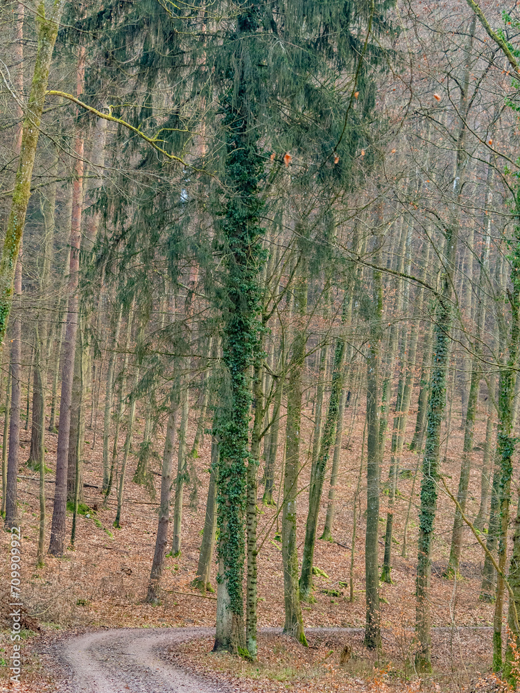 Obraz premium Waldweg im Winter