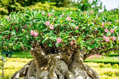 Pink flower bonsai, Adenium obesum flowers, or Impala Lily, Pink Bignonia in the park at Chatuchak, Bangkok city Thailand.  © Bobbyphotos