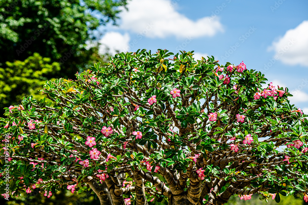 Pink flower bonsai, Adenium obesum flowers, or Impala Lily, Pink Bignonia in the park at Chatuchak, Bangkok city Thailand. 