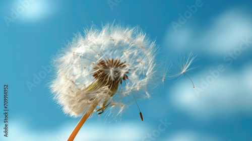 Dandelion with seeds blowing in the wind.