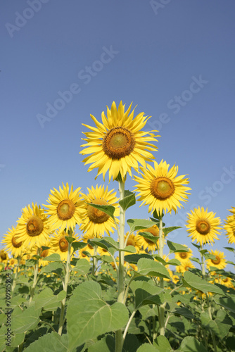 Yellow Sunflower the field in vertical