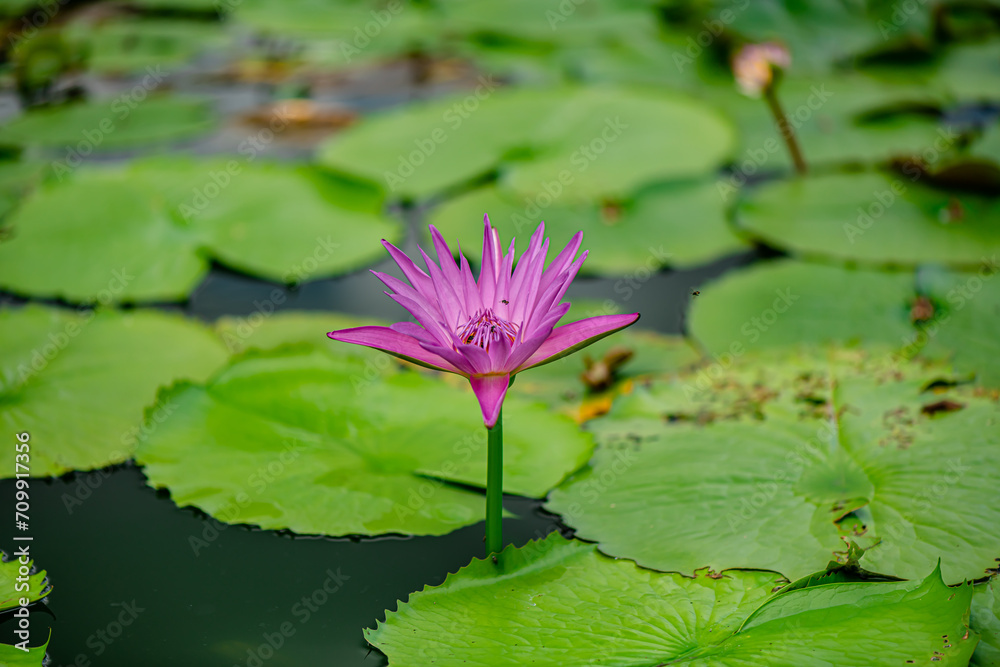 Purple Lotus Flower background in the pond Purple Lotus Flower background in the pond