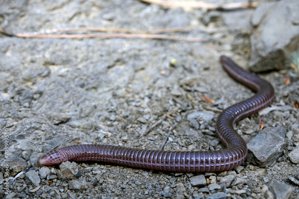 Türkische Netzwühle // Turkish worm lizard (Blanus strauchi) - Dadia, Türkei Türkische Netzwühle // Turkish worm lizard (Blanus strauchi) - Dadia, Türkei