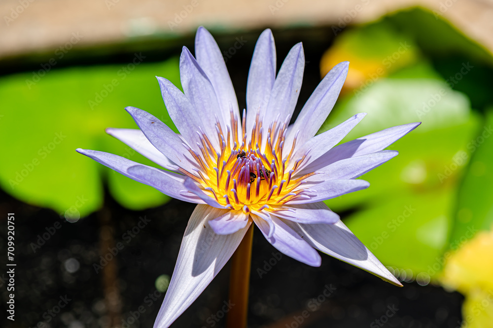 Purple Lotus Flower background in the pond
