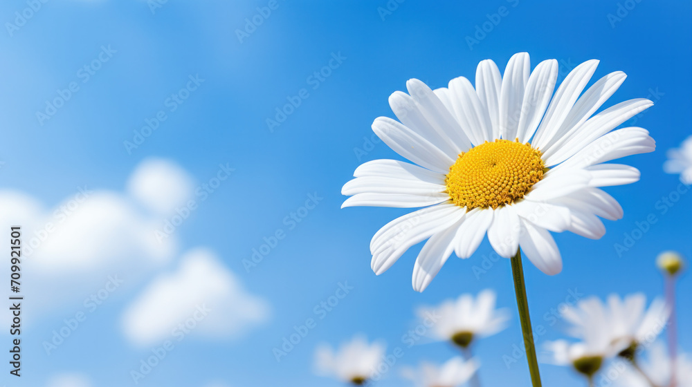 white daisies flowers on blue sky background white daisies flowers on blue sky background