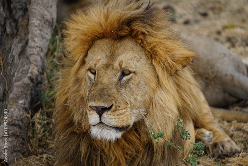 Fototapeta Naklejka Na Ścianę i Meble -  african wildlife, male lion