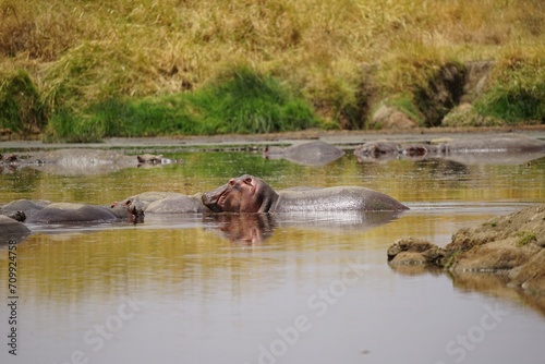 african wildlife, hippos