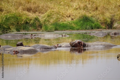 african wildlife, hippos
