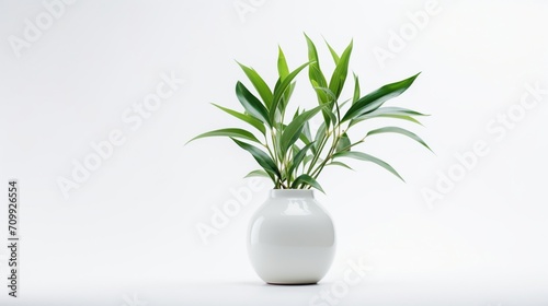a lush plant in a vase against a pristine white background, ensuring clarity in high definition.