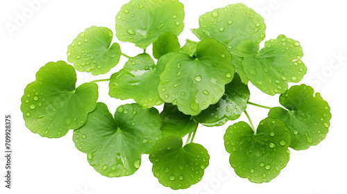 Close centella asiatica leave with rain drop, Isolated on transparent PNG background, Generative ai photo