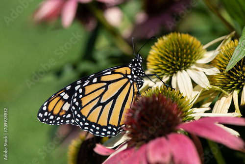 monarch in Echinacea © SarahJeanGreen