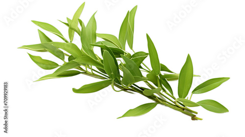 Close up Andrographis paniculata capsules, Isolated on transparent PNG background, Generative ai