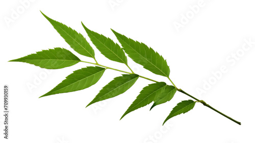 Medicinal neem leaves Azadirachta indica Siamese, Isolated on transparent PNG back, Generative ai photo