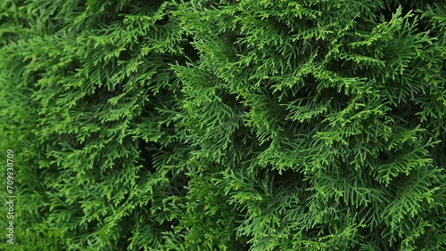 Dolly Close Up Shot of a Wall of Thick Thuja Leaves photo