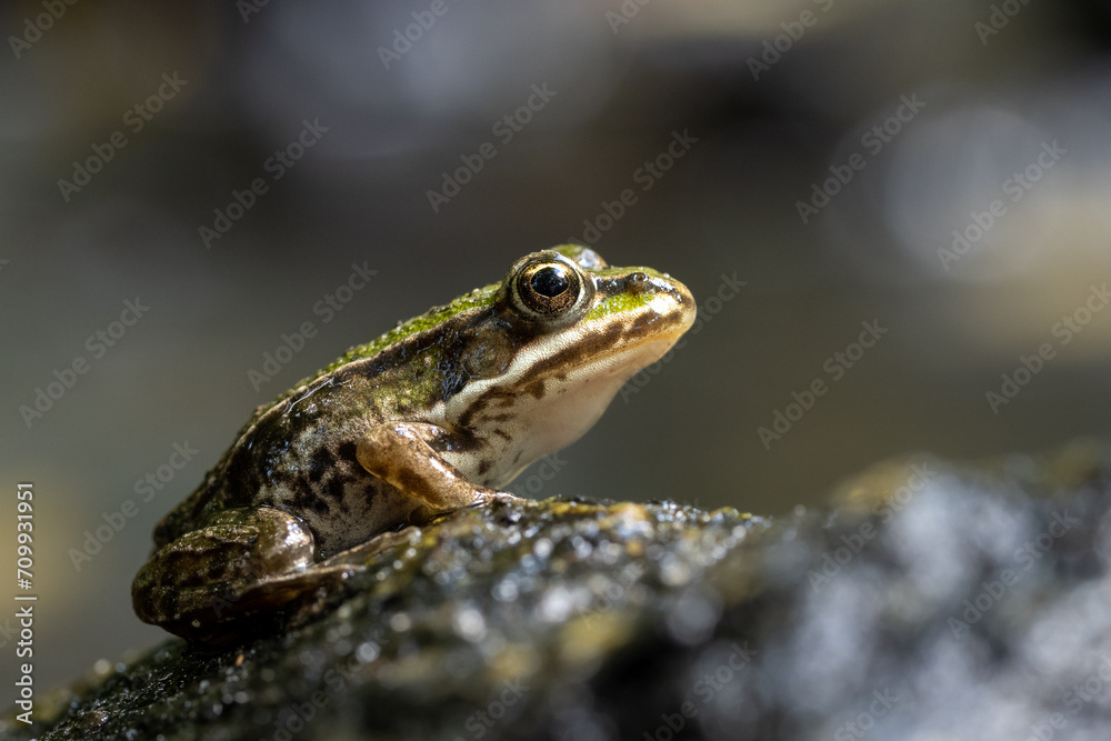 Frog sitting on a stone near the pond Frog sitting on a stone near the pond