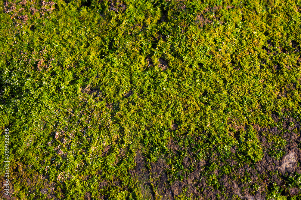 Green moss on the stone floor, green moss closeup, Beautiful background of mossy rock for wallpaper.	
