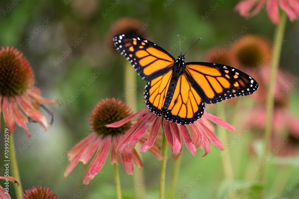Fototapeta premium monarch on pink Coneflower