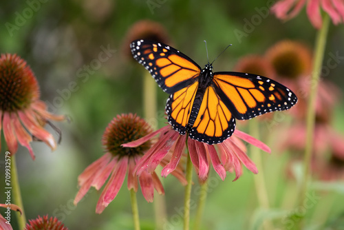 monarch on pink Coneflower © SarahJeanGreen