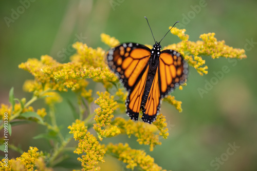 monarch butterfly on goldenrod © SarahJeanGreen