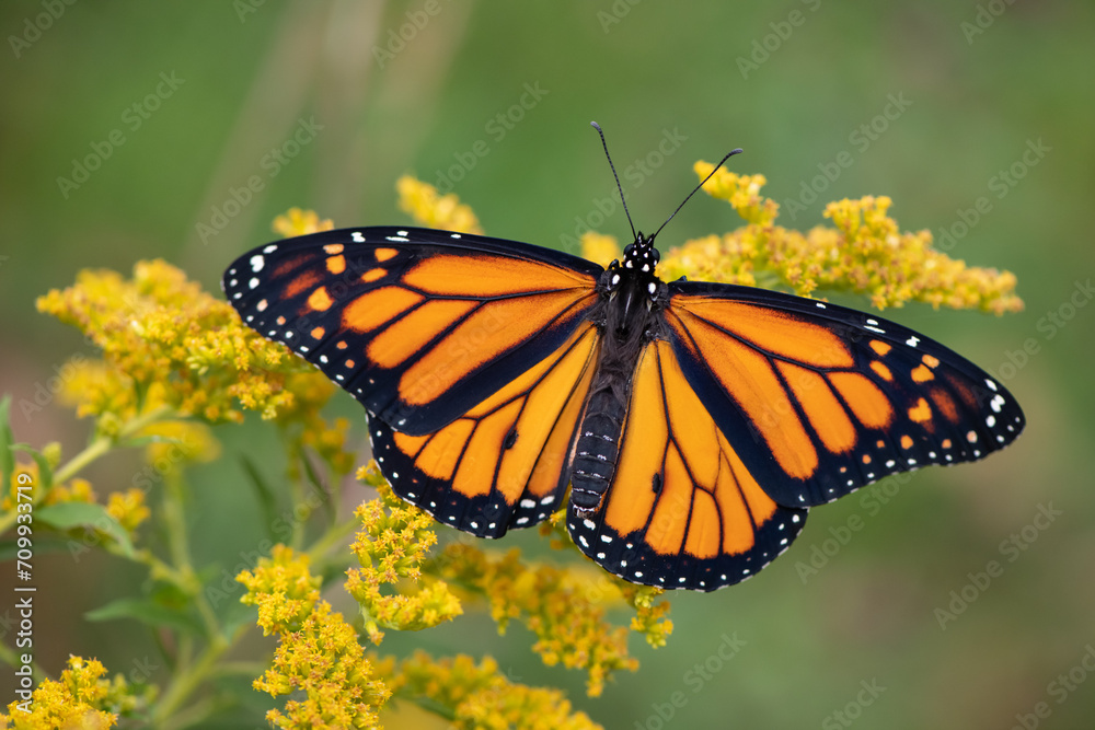 monarch butterfly on goldenrod monarch butterfly on goldenrod