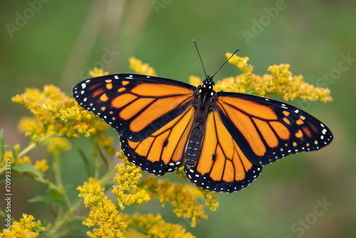 monarch butterfly on goldenrod